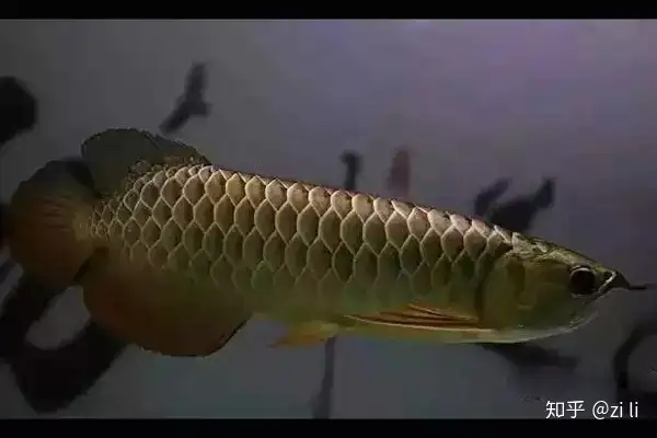 龍魚相關的鱗底部分語會幫助我們挑選龍魚，辨別龍魚真假，如何挑選一條龍魚 龍魚相關的鱗底部分語會幫助我們挑選龍魚，辨別龍魚真假，如何挑選一條龍魚 龍魚百科 第18張