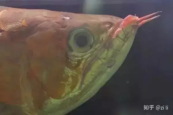 龍魚相關的鱗底部分語會幫助我們挑選龍魚，辨別龍魚真假，如何挑選一條龍魚 龍魚相關的鱗底部分語會幫助我們挑選龍魚，辨別龍魚真假，如何挑選一條龍魚 龍魚百科 第15張