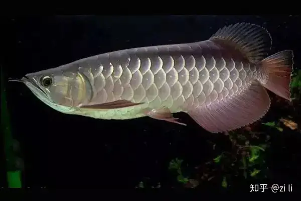 龍魚相關的鱗底部分語會幫助我們挑選龍魚，辨別龍魚真假，如何挑選一條龍魚 龍魚相關的鱗底部分語會幫助我們挑選龍魚，辨別龍魚真假，如何挑選一條龍魚 龍魚百科 第7張