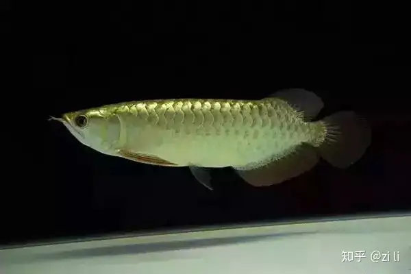 龍魚相關的鱗底部分語會幫助我們挑選龍魚，辨別龍魚真假，如何挑選一條龍魚 龍魚相關的鱗底部分語會幫助我們挑選龍魚，辨別龍魚真假，如何挑選一條龍魚 龍魚百科 第10張