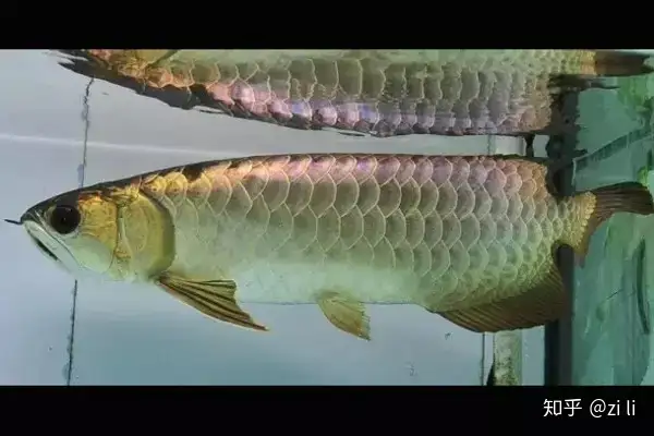 龍魚相關的鱗底部分語會幫助我們挑選龍魚，辨別龍魚真假，如何挑選一條龍魚 龍魚相關的鱗底部分語會幫助我們挑選龍魚，辨別龍魚真假，如何挑選一條龍魚 龍魚百科 第8張