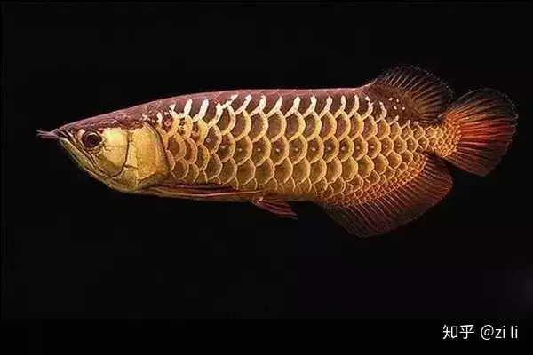 龍魚相關的鱗底部分語會幫助我們挑選龍魚，辨別龍魚真假，如何挑選一條龍魚 龍魚相關的鱗底部分語會幫助我們挑選龍魚，辨別龍魚真假，如何挑選一條龍魚 龍魚百科 第6張