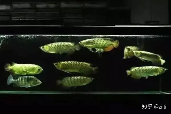 龍魚相關的鱗底部分語會幫助我們挑選龍魚，辨別龍魚真假，如何挑選一條龍魚 龍魚相關的鱗底部分語會幫助我們挑選龍魚，辨別龍魚真假，如何挑選一條龍魚 龍魚百科 第1張