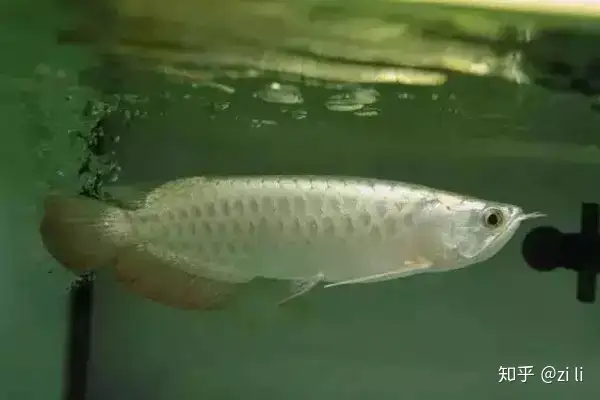 龍魚相關的鱗底部分語會幫助我們挑選龍魚，辨別龍魚真假，如何挑選一條龍魚 龍魚相關的鱗底部分語會幫助我們挑選龍魚，辨別龍魚真假，如何挑選一條龍魚 龍魚百科 第9張