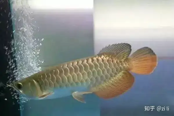 龍魚相關的鱗底部分語會幫助我們挑選龍魚，辨別龍魚真假，如何挑選一條龍魚 龍魚相關的鱗底部分語會幫助我們挑選龍魚，辨別龍魚真假，如何挑選一條龍魚 龍魚百科 第5張