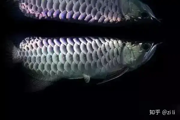 龍魚相關的鱗底部分語會幫助我們挑選龍魚，辨別龍魚真假，如何挑選一條龍魚 龍魚相關的鱗底部分語會幫助我們挑選龍魚，辨別龍魚真假，如何挑選一條龍魚 龍魚百科 第17張