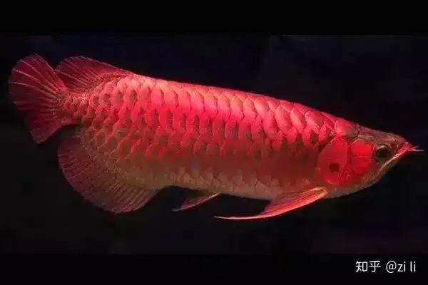 龍魚相關的鱗底部分語會幫助我們挑選龍魚，辨別龍魚真假，如何挑選一條龍魚 龍魚相關的鱗底部分語會幫助我們挑選龍魚，辨別龍魚真假，如何挑選一條龍魚 龍魚百科 第11張