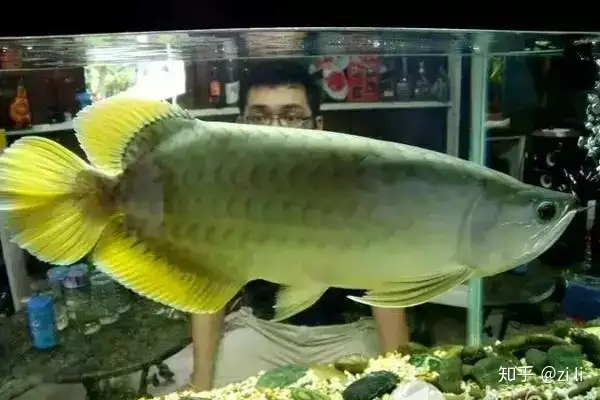 龍魚相關的鱗底部分語會幫助我們挑選龍魚，辨別龍魚真假，如何挑選一條龍魚 龍魚相關的鱗底部分語會幫助我們挑選龍魚，辨別龍魚真假，如何挑選一條龍魚 龍魚百科 第13張