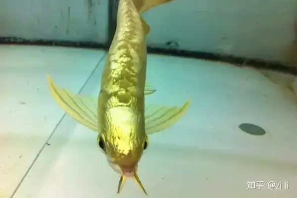 龍魚相關的鱗底部分語會幫助我們挑選龍魚，辨別龍魚真假，如何挑選一條龍魚 龍魚相關的鱗底部分語會幫助我們挑選龍魚，辨別龍魚真假，如何挑選一條龍魚 龍魚百科 第3張