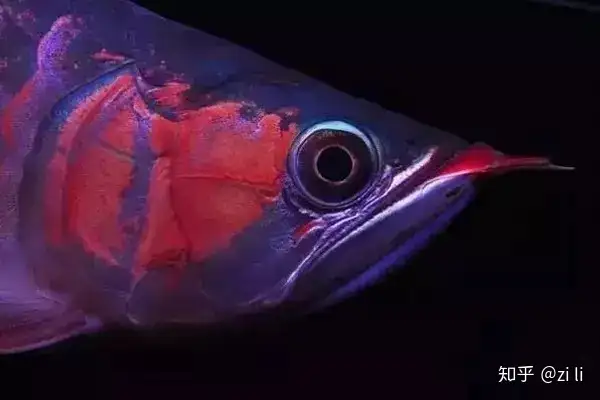龍魚相關的鱗底部分語會幫助我們挑選龍魚，辨別龍魚真假，如何挑選一條龍魚 龍魚相關的鱗底部分語會幫助我們挑選龍魚，辨別龍魚真假，如何挑選一條龍魚 龍魚百科 第14張