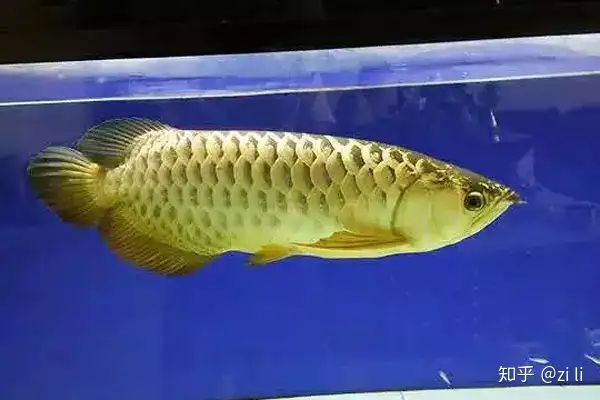 龍魚相關的鱗底部分語會幫助我們挑選龍魚，辨別龍魚真假，如何挑選一條龍魚 龍魚相關的鱗底部分語會幫助我們挑選龍魚，辨別龍魚真假，如何挑選一條龍魚 龍魚百科 第4張