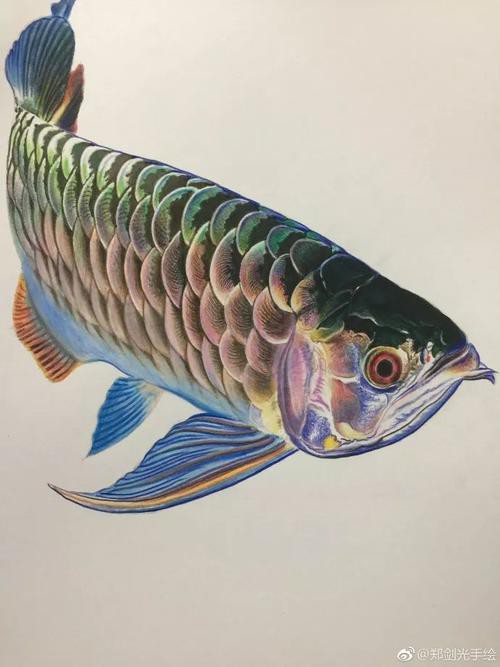 金龍魚(yú)手繪效果圖