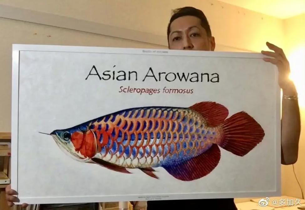 金龍魚(yú)手繪效果圖