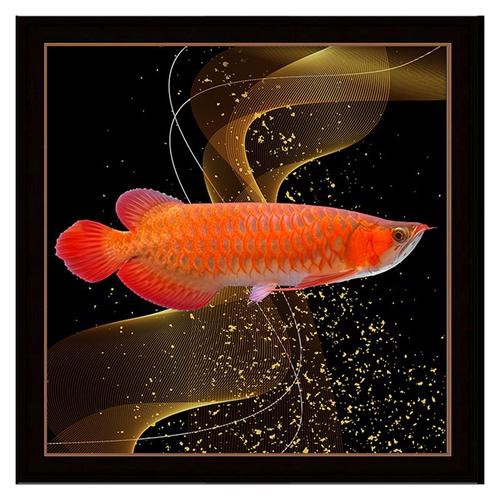 金龍魚(yú)手繪效果圖