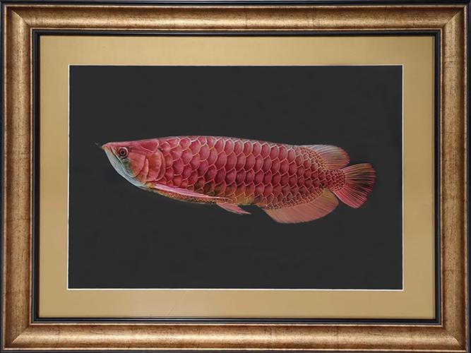 金龍魚(yú)手繪效果圖