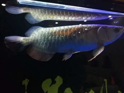 養(yǎng)龍魚放沉木好處：養(yǎng)龍魚是否適合放沉木