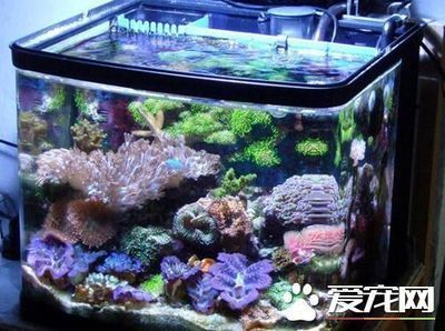 城關區雁灘花魚市場祝之江南水族店（雁灘花鳥魚市場電話）
