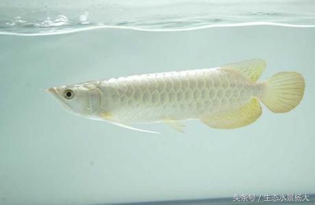 自家養(yǎng)的龍魚能吃嗎：家中養(yǎng)的龍魚可以作為食物食用嗎？