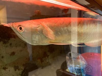 龍魚撞缸子鱗片開了了還能活嗎 龍魚撞缸子鱗片開了了還能活嗎 龍魚百科 第2張