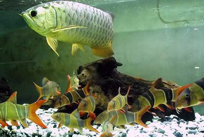 龍魚撞缸子鱗片開了了還能活嗎 龍魚撞缸子鱗片開了了還能活嗎 龍魚百科 第1張