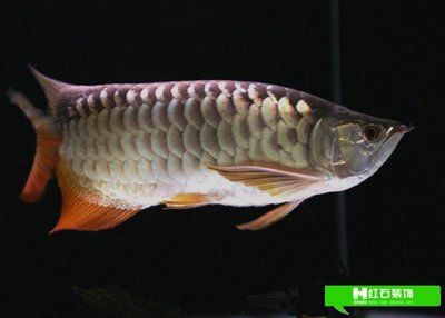 龍魚可以用軟水養嗎？：龍魚對水質的要求