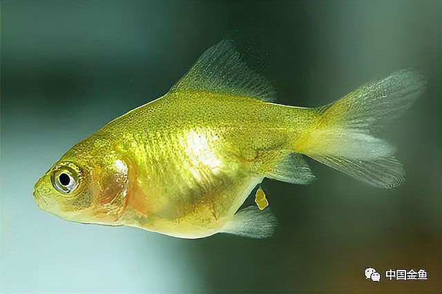 金龍魚多久變色一次