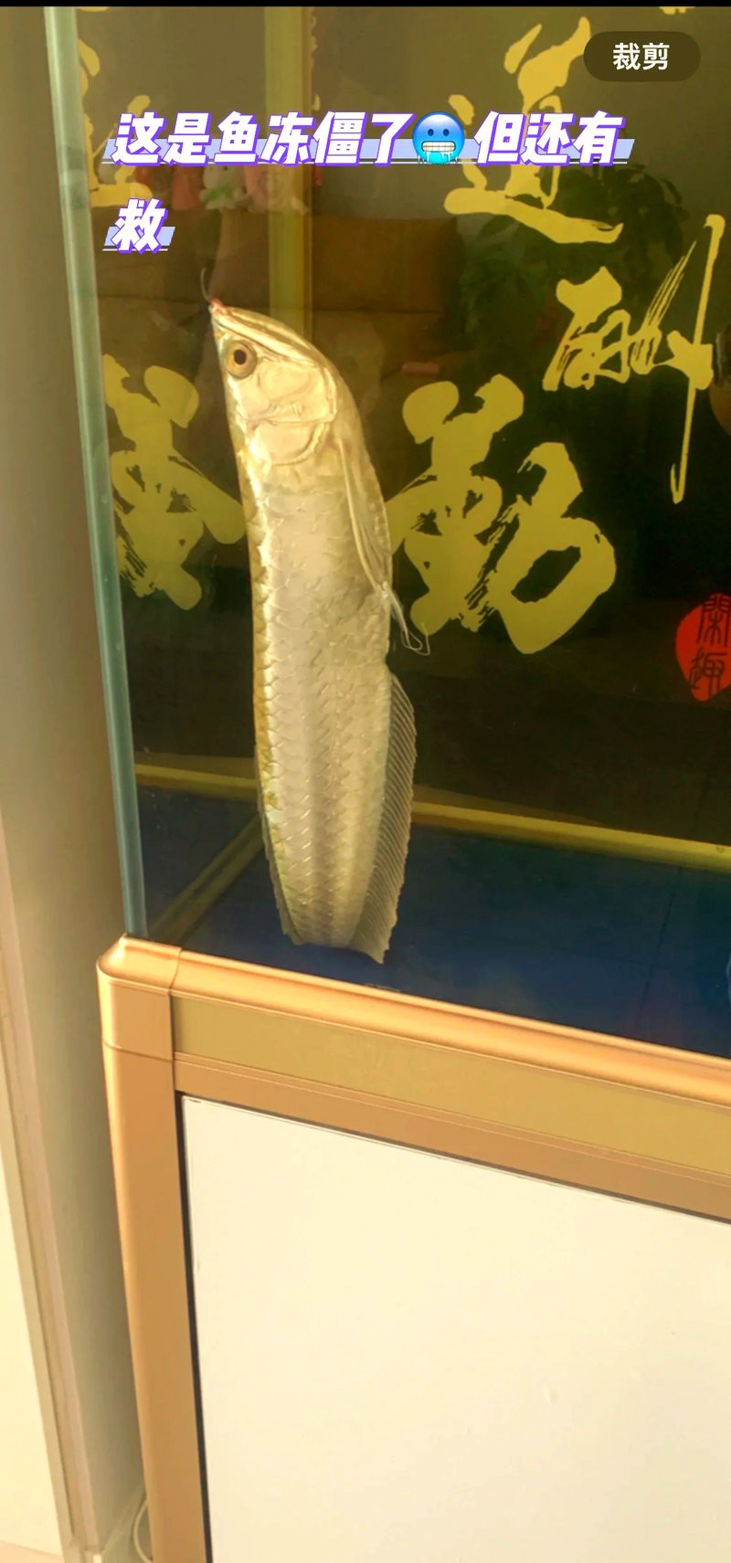 夏天銀龍魚溫度多少合適 夏天銀龍魚溫度多少合適 龍魚百科 第7張