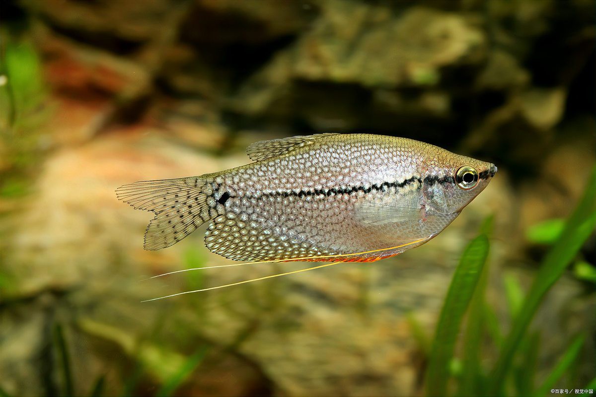 龍魚魚缸需要多大的過濾系統？