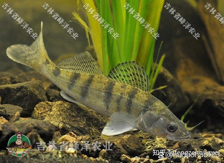 天山龍魚是什么魚圖片大全