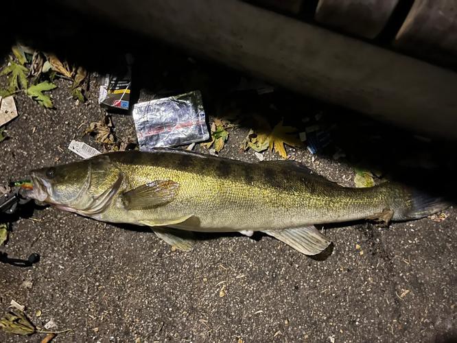 天山龍魚是什么魚圖片大全