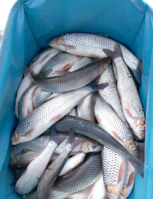 天山龍魚是什么魚圖片大全