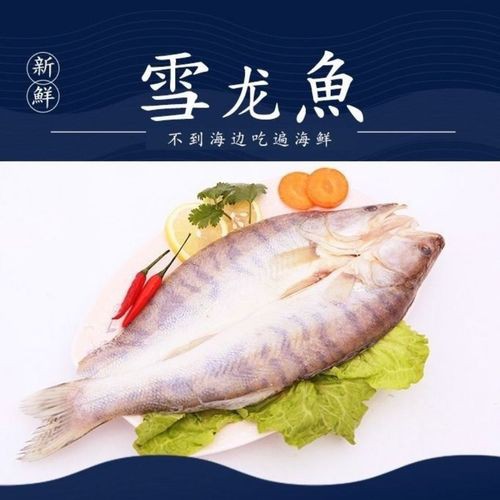 天山龍魚是什么魚圖片大全