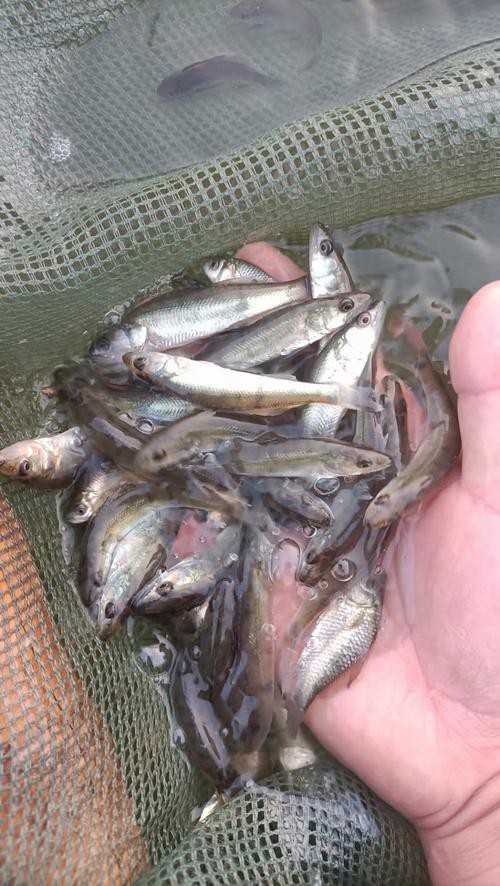 天山龍魚是什么魚圖片大全