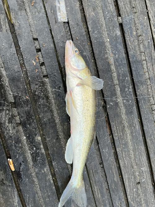 天山龍魚是什么魚圖片大全
