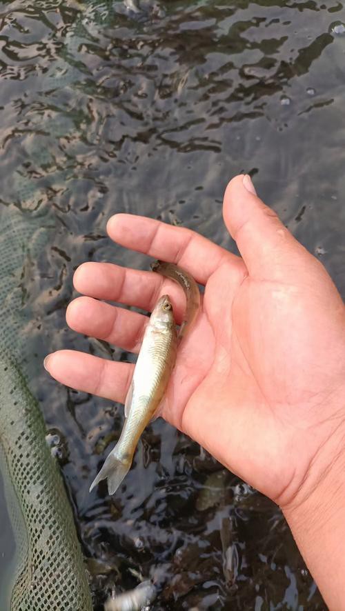 天山龍魚是什么魚圖片大全