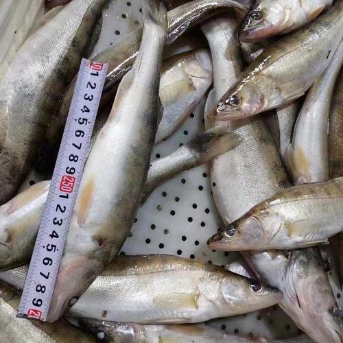 天山龍魚是什么魚圖片大全