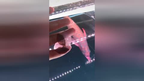 龍魚掉了一塊鱗片怎么辦：龍魚為什么會掉鱗 龍魚掉了一塊鱗片怎么辦：龍魚為什么會掉鱗 龍魚百科 第3張