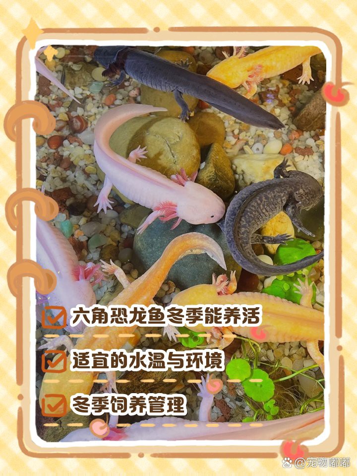 六角龍魚冬天會冷死嗎