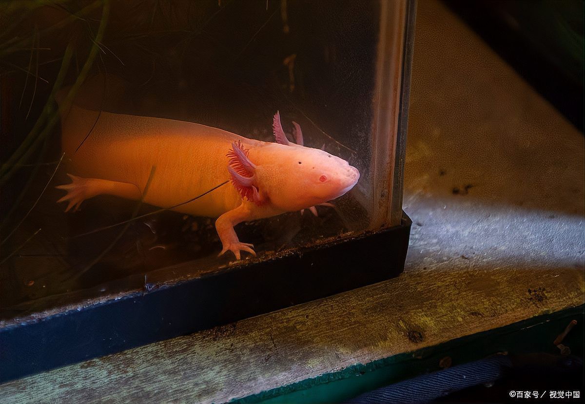 六角龍魚冬天會冷死嗎