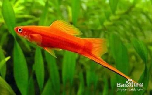天門市巧意水族館（天門市巧意水族館地址）