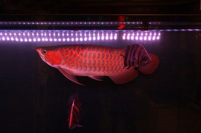 金龍魚打什么燈：金龍魚打什么燈如何合理使用燈的詳細指南金龍魚打什么燈 金龍魚打什么燈：金龍魚打什么燈如何合理使用燈的詳細指南金龍魚打什么燈 龍魚百科