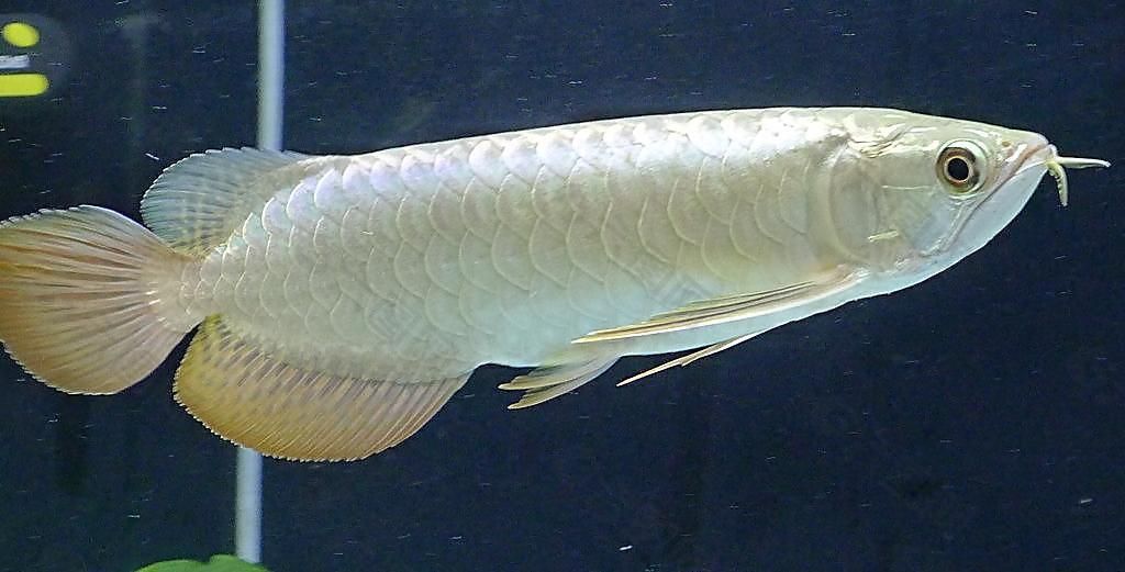 白化銀龍魚價格走勢圖（白化銀龍魚價格走勢圖怎么看）