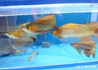 龍魚和什么魚混養(yǎng)最好 龍顛論壇：最適合與龍魚混養(yǎng)的魚類