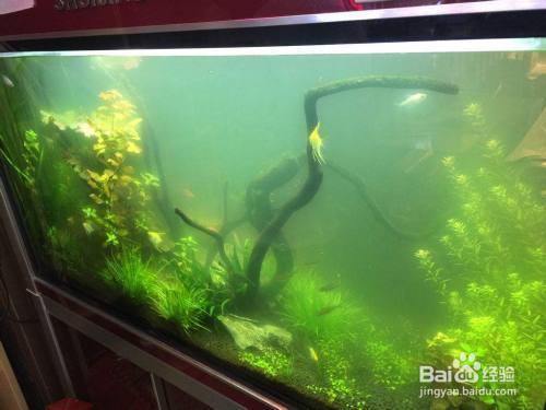 橋西區(qū)吉美海域水族館（橋西區(qū)吉美海域水族館電話）