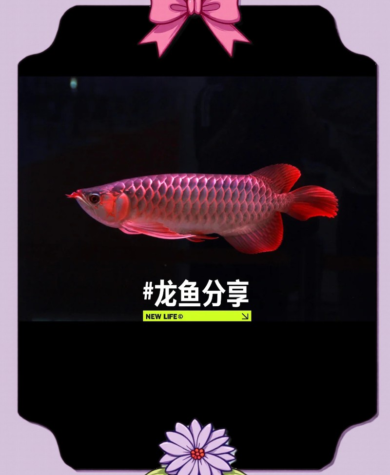 海南養(yǎng)龍魚一定要用加熱棒嗎為什么呢