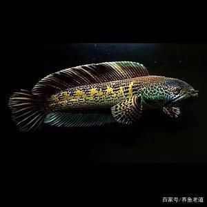 黃金眼鏡蛇雷龍魚飼養方法:黃金眼鏡蛇雷龍魚的飼養方法 龍魚百科 第1張 黃金眼鏡蛇雷龍魚飼養方法:黃金眼鏡蛇雷龍魚的飼養方法 黃金眼鏡蛇雷龍魚飼養方法:黃金眼鏡蛇雷龍魚的飼養方法 龍魚百科 第1張