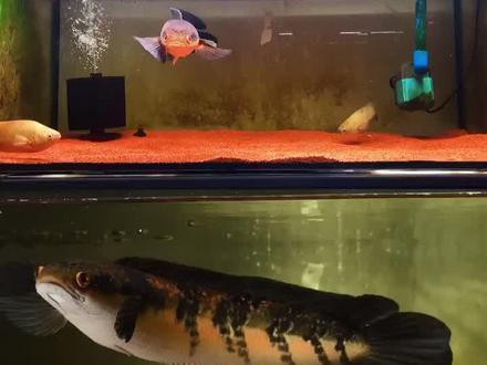 播放雷龍魚的照片視頻