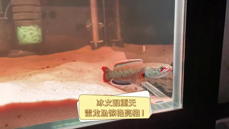 播放雷龍魚的照片視頻
