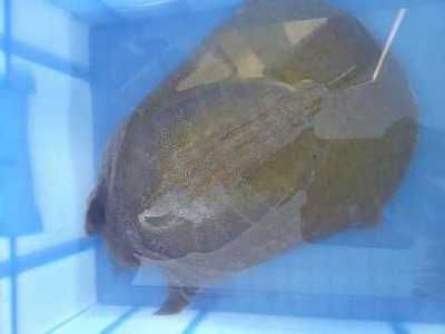 龍魚多久喂一次甲魚：<strong><mark>上海</mark></strong>大型龍魚幾天喂一次龍魚多久喂一次龍魚多久喂一次