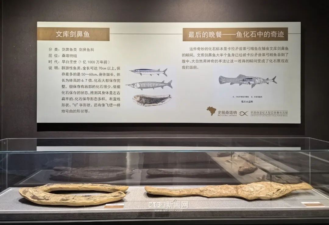 雷龍魚常見疾病早期識別：雷龍魚常見疾病早期癥狀
